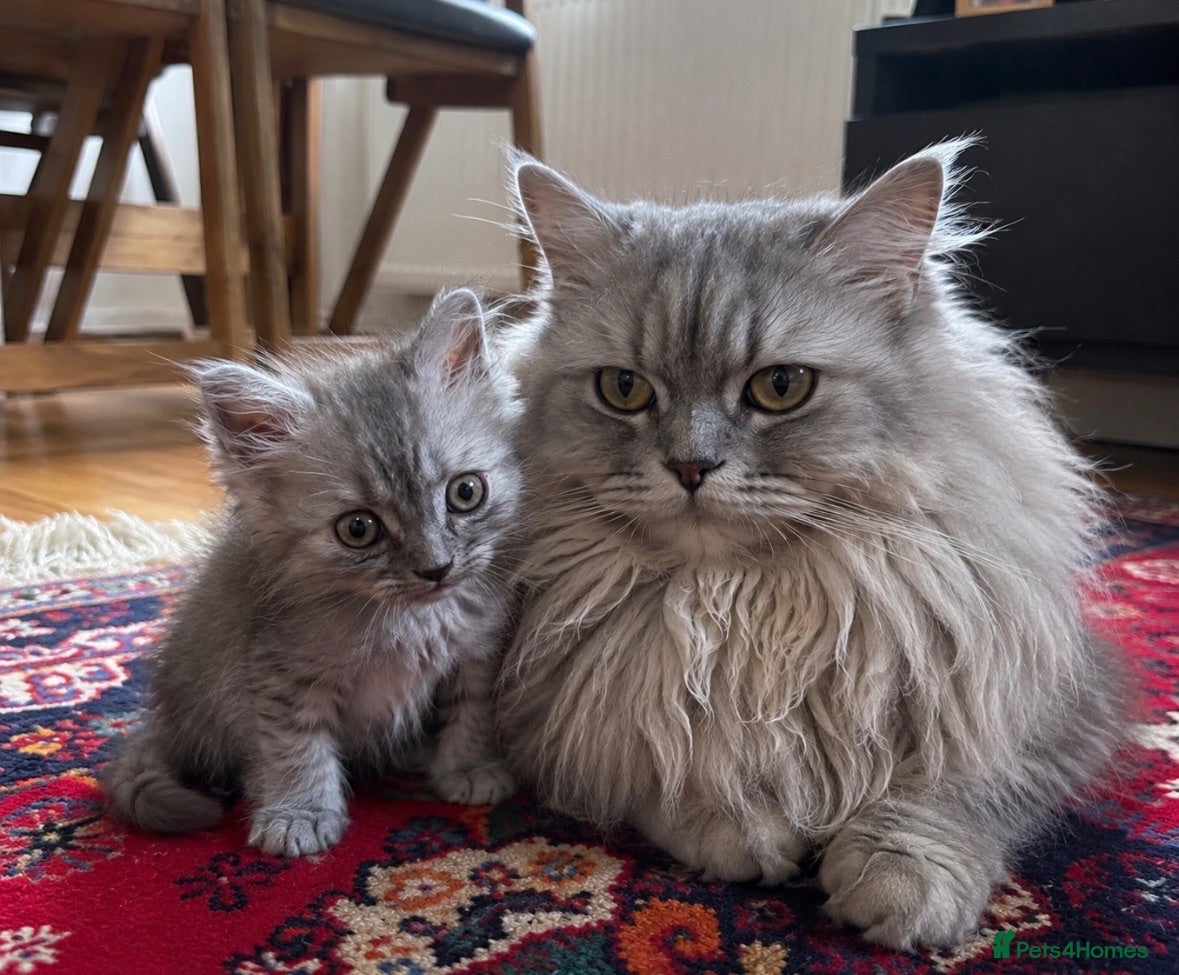 Mixed Breed cats Mixed breed: domestic long hair / Persian  - Advert 4
