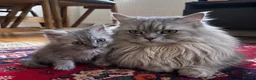 Mixed Breed cats for sale: Mixed breed: domestic long hair / Persian  - Advert 1