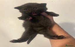 British Shorthair cats for sale: BSH KITTENS - Image 11