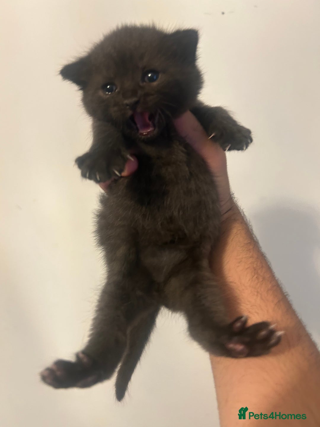 British Shorthair cats for sale: BSH KITTENS - Image 11