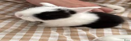 Mini Lop rabbits for sale: Beautiful Mini Lops to reserve  - Advert 34