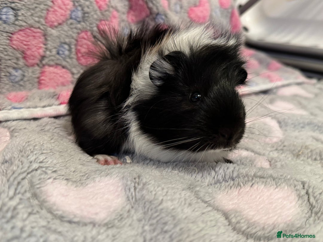 Guinea Pig rodents for sale: Beautiful Guinea pig babies  - Advert 4