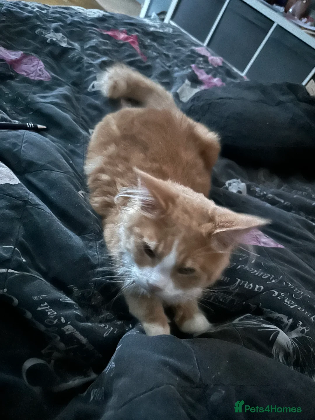 Maine Coon cats for sale: Xl mainecoon kittens full breed non reg  - Advert 18