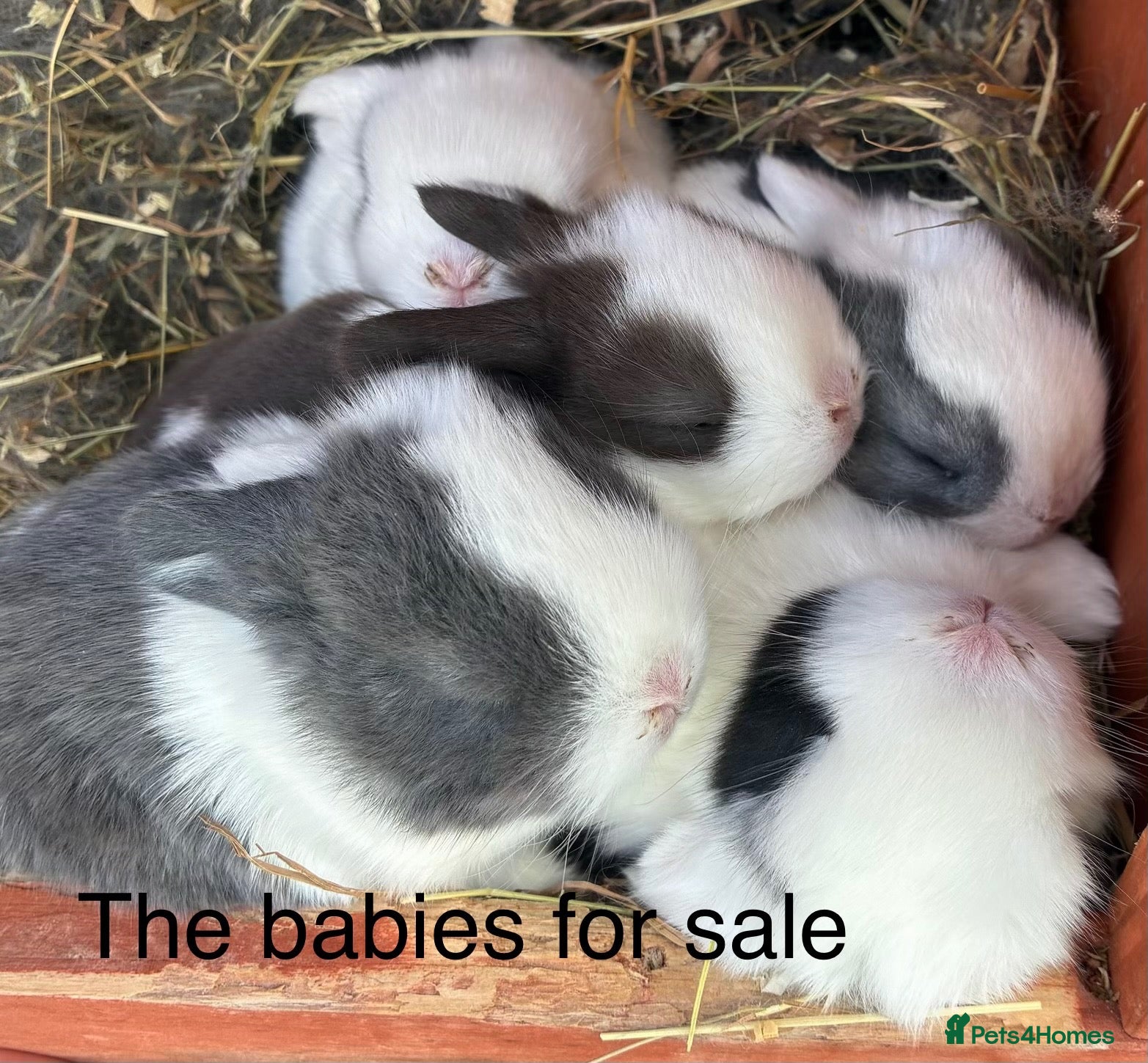 Mini Lop rabbits Beautiful Mini Lop Babies – Cornwall 🐰❤️ - Advert 1