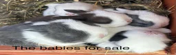 Mini Lop rabbits for sale: Beautiful Mini Lop Babies – Cornwall 🐰❤️ - Advert 1