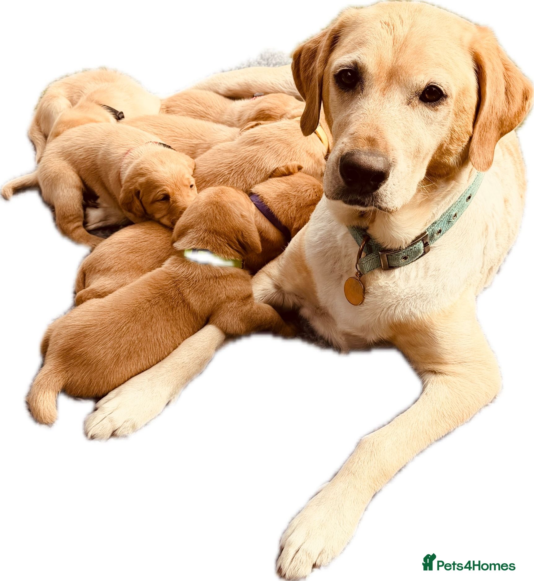 Labrador Retriever dogs Therapy Dog Mum Bella and Fosterwold Working Sire - Advert 1