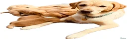 Labrador Retriever dogs for sale: Therapy Dog Mum Bella and Fosterwold Working Sire in Hebden Bridge - Advert 1