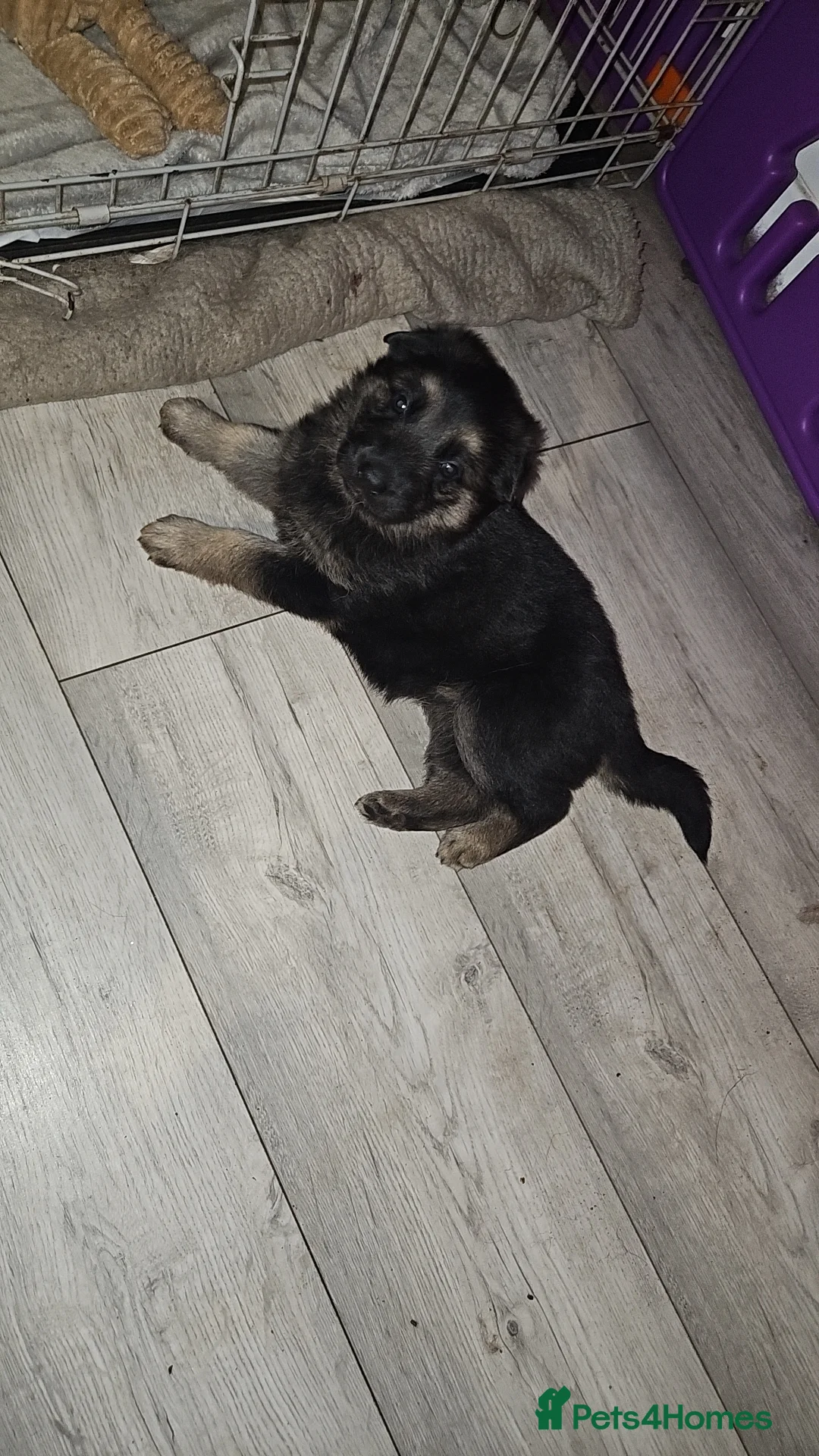 German Shepherd dogs for sale: German shepherd pups - Advert 2
