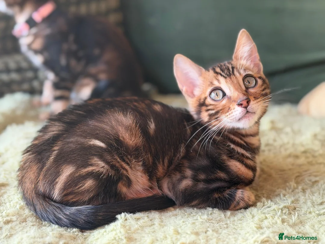 Bengal cats for sale: LUCIEN IS ON THE HUNT FOR HIS FOREVER FAMILY! - Advert 1