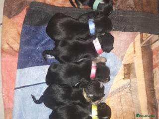 Yorkshire Terrier dogs Red legged yorkie - Advert 4