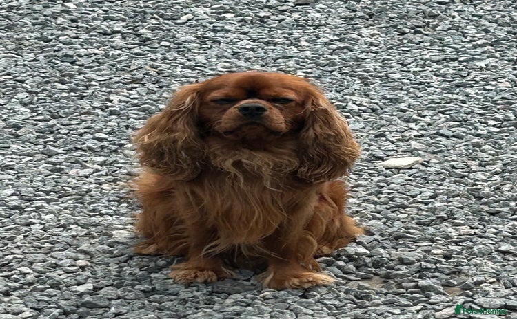 Cavalier King Charles Spaniel dogs in Sheerness - Advert 1