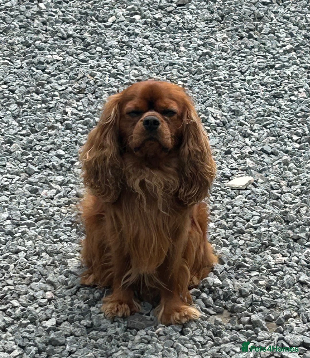 Cavalier King Charles Spaniel dogs for stud: 🌹KC REGISTERED HEALTH TESTED RUBY CKC FOR STUD in Sheerness - Advert 2