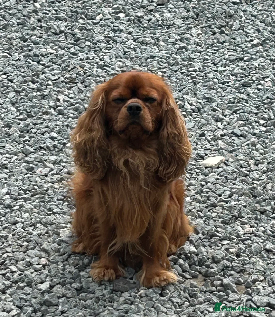 Cavalier King Charles Spaniel dogs for stud: 🌹KC REGISTERED HEALTH TESTED RUBY CKC FOR STUD in Sheerness - Advert 2