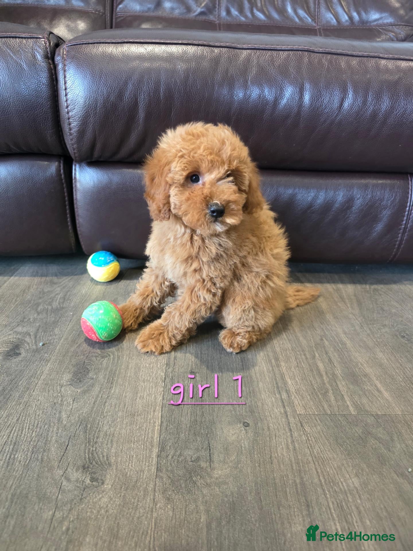Cavapoo dogs 5 Adorable F1B Cavapoo puppies for sale 🐾🩷  - Advert 1