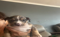 Mixed Breed dogs for sale: Pocket bully - Image 7