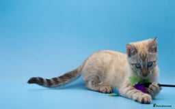 Bengal cats for sale: Ready Now! Stunning Snow Lynx Bengal Boy ❄ - Image 4