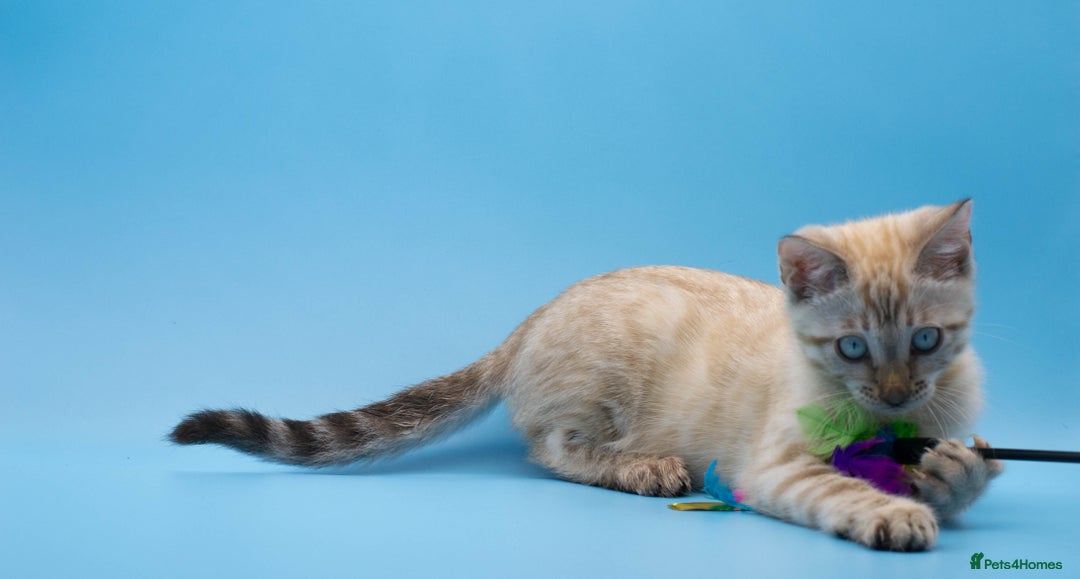 Bengal cats for sale: Ready Now! Stunning Snow Lynx Bengal Boy ❄ - Image 4