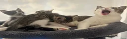 Mixed Breed cats for sale: Tabby/bengal kittens 🐈🏡 - Advert 13