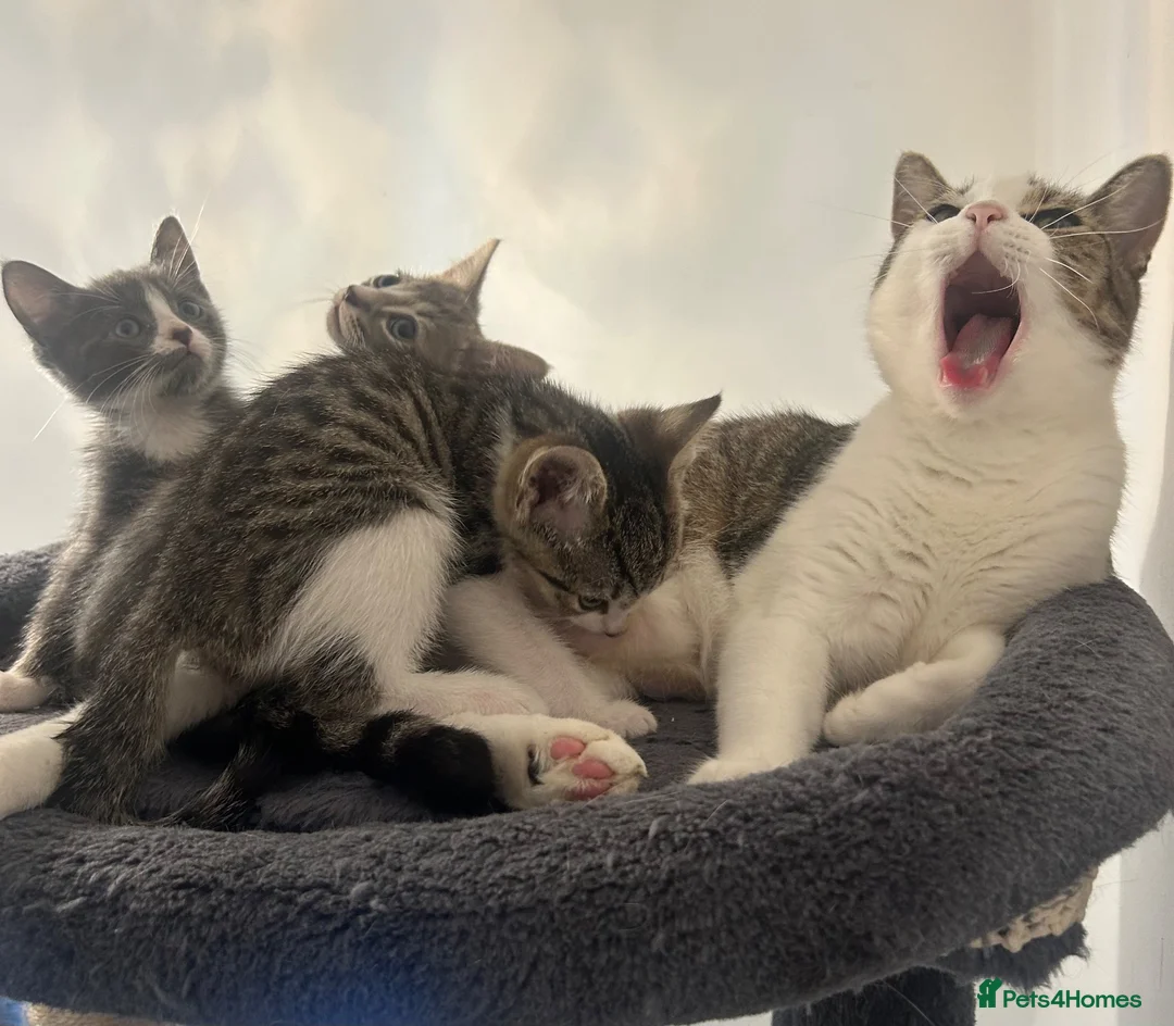 Mixed Breed cats for sale: Tabby/bengal kittens 🐈🏡 - Advert 13