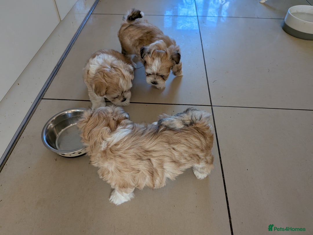 Mixed Breed dogs for sale: Lhasa Apso puppies in Kent - Image 19