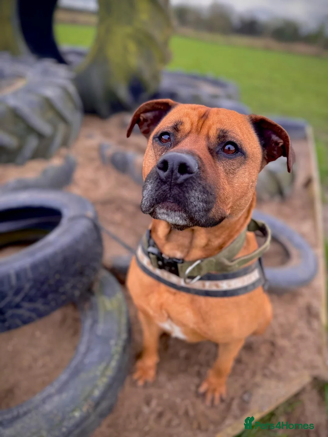 Mastiff dogs for adoption: Brutus - Mastiff (43 kgs) - Advert 1