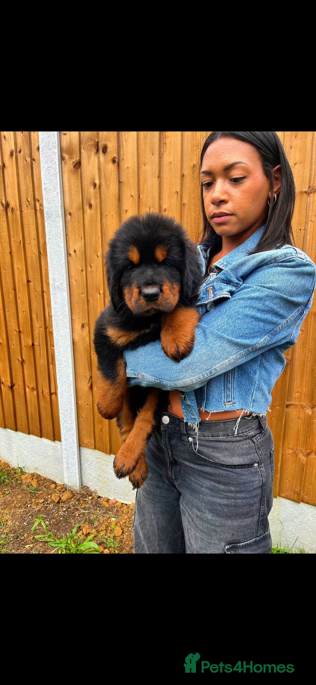 Tibetan Mastiff dogs for sale: 6 Tibetan Mastiff Puppies - Image 27