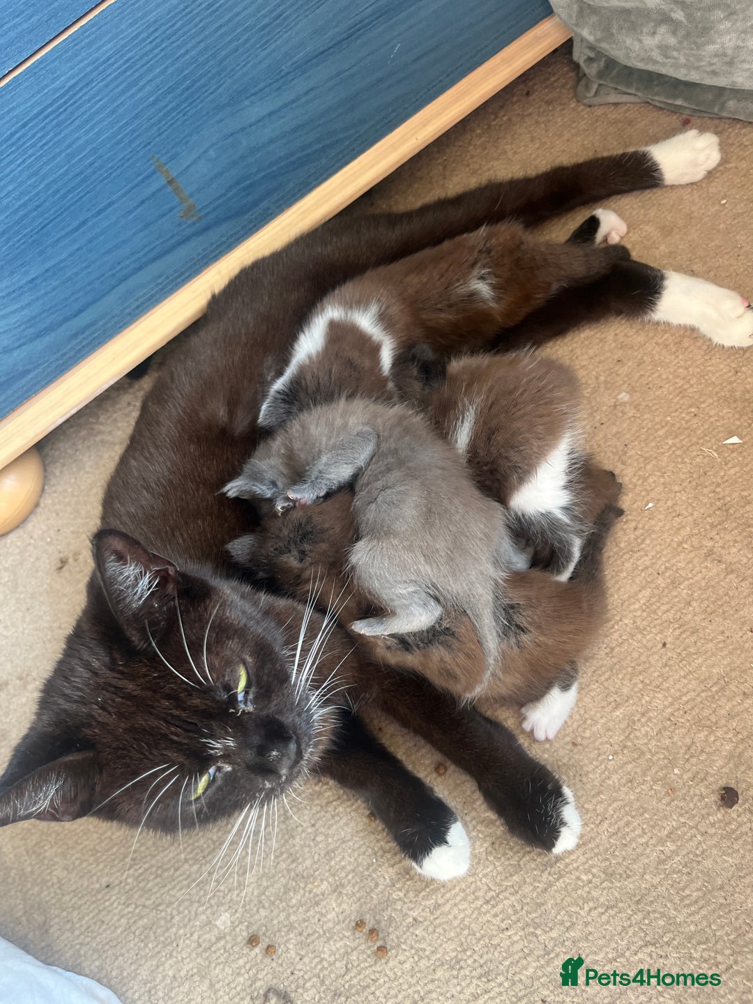 British Shorthair cats for sale: British shorthair x kittens - Image 4