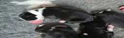 Siberian Husky dogs for sale: Yakutian Laika puppies  - Advert 5