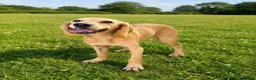 Mixed Breed dogs for adoption: ROSIE BEAUTIFUL PUPPY LOOKING FOR HER FOREVER HOME in Maidstone - Advert 8