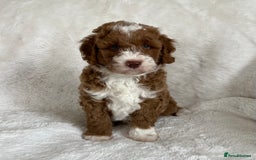 Goldendoodle dogs for sale: Beautiful litter of Goldendoodles  - Image 28