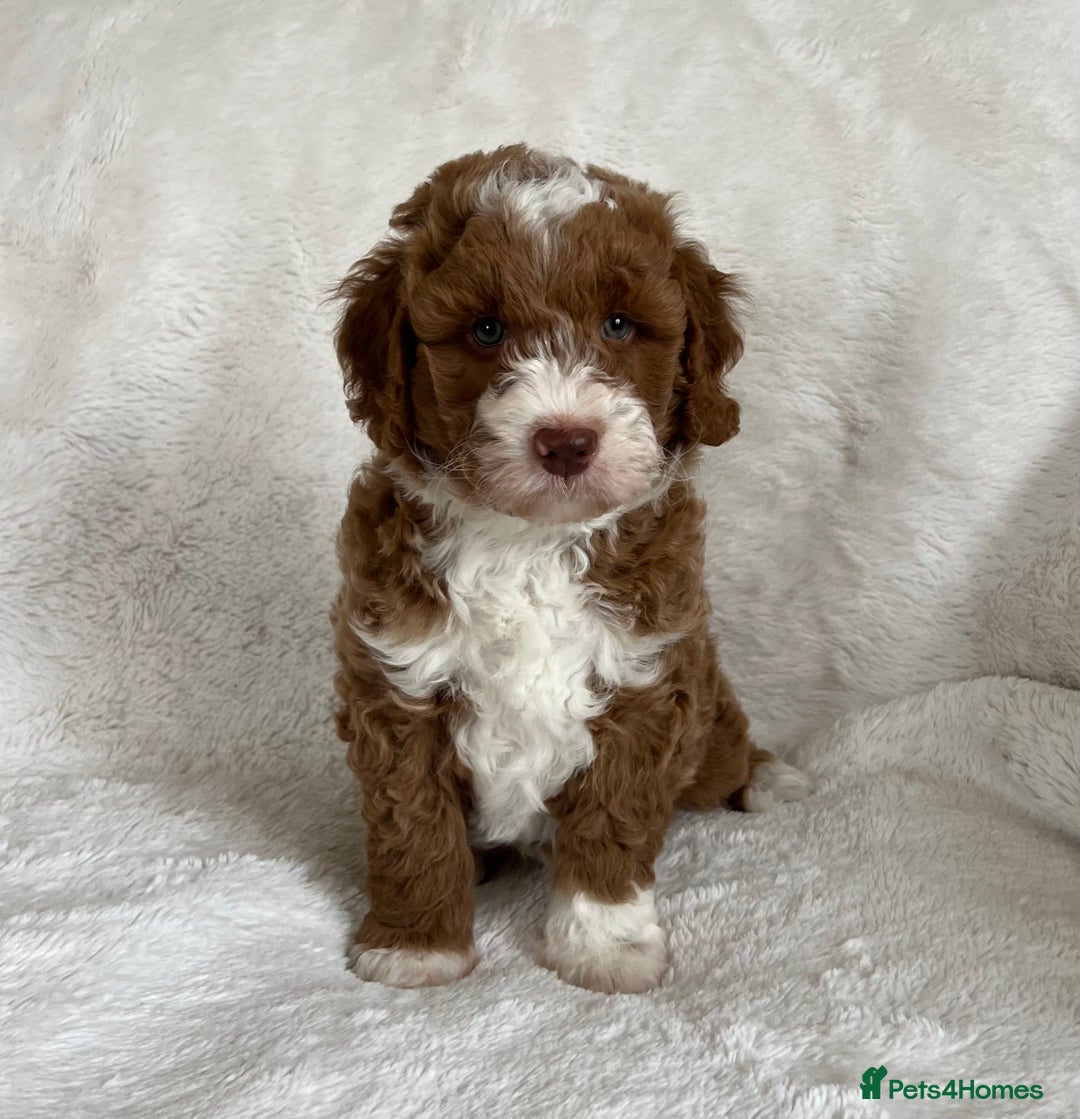 Goldendoodle dogs for sale: Beautiful litter of Goldendoodles  - Image 28