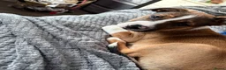 Mixed Breed dogs for sale: 24 week old staffy x border collie male  in Birmingham - Advert 10