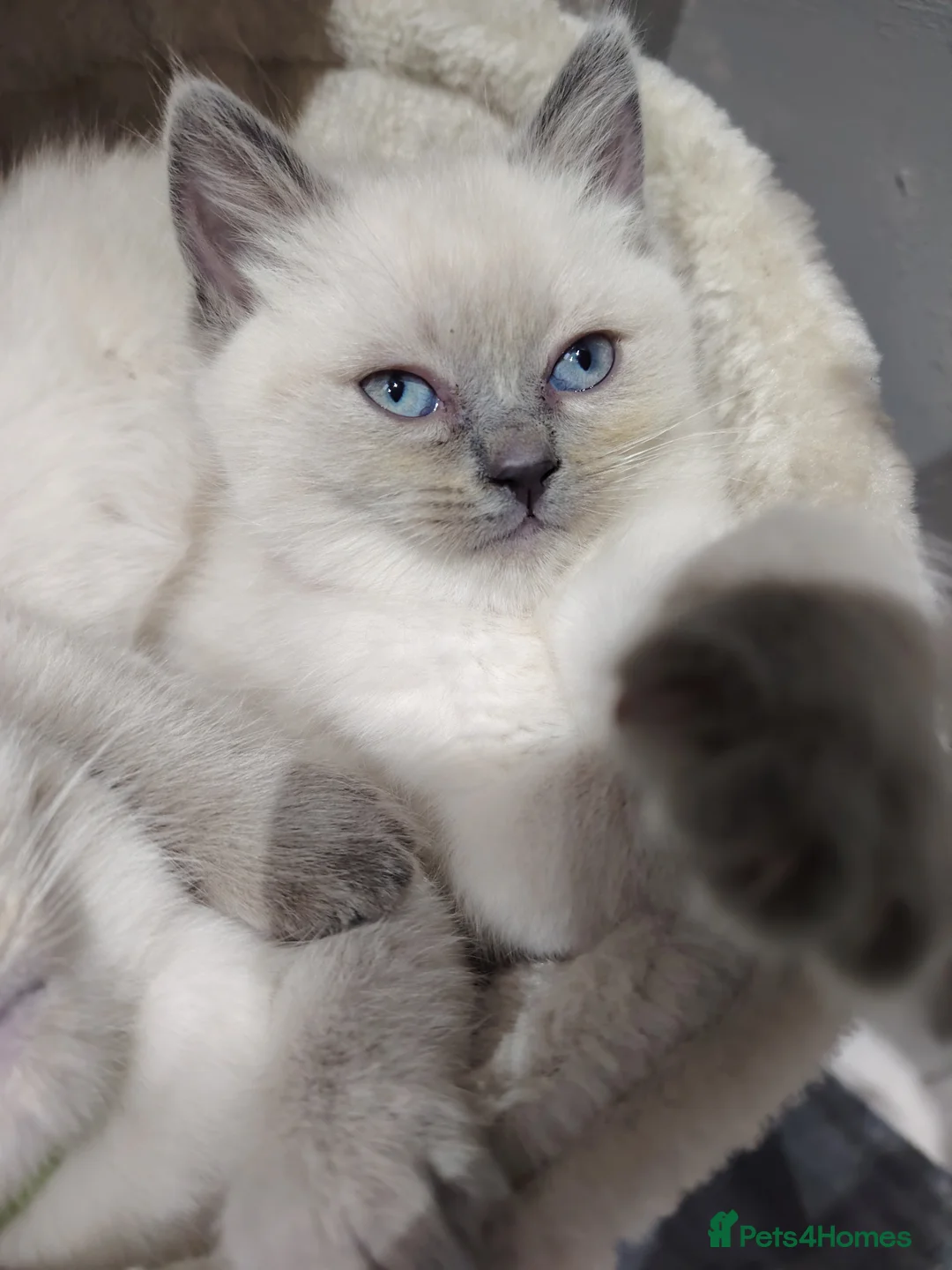 Ragdoll cats for sale: Blue Point Ragdoll kittens ready to leave  - Advert 2
