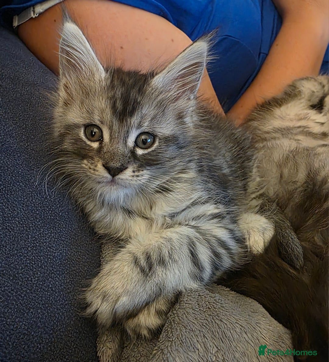 Maine Coon cats for sale: Xl Maine coon kittens  - Image 6