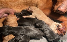Labrador Retriever dogs for sale: Beautiful KC Reg Labrador Pups - Image 12