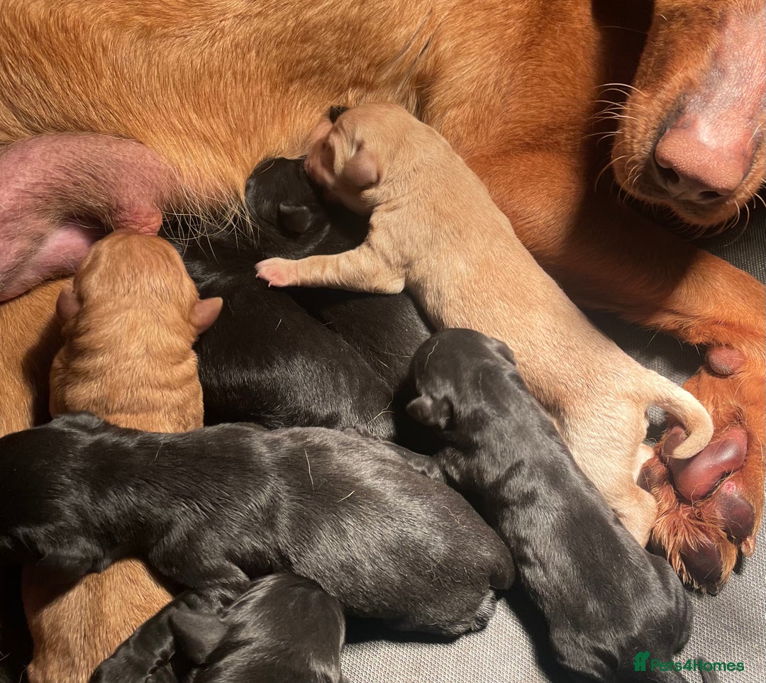 Labrador Retriever dogs for sale: Beautiful KC Reg Labrador Pups - Image 12