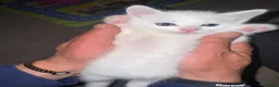 British Shorthair cats for sale: Pure White Male Kitten Ready Now  - Advert 6