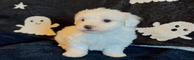 Maltese 1