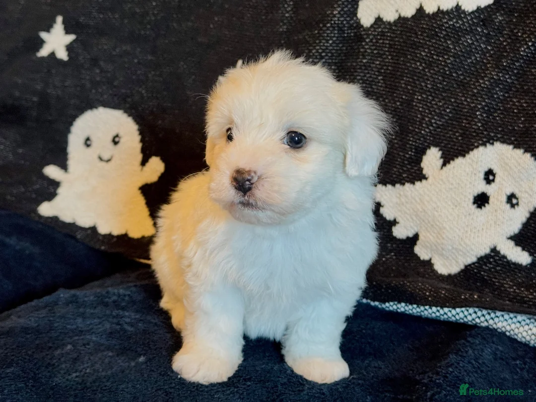 Maltese dogs for sale: Gorgeous Maltese puppies last boy and girl  - Advert 2