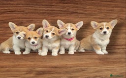 Welsh Corgi Pembroke dogs for sale: Health tested Quality Pembrokeshire Corgie Puppies - Image 1