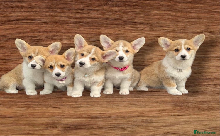 Welsh Corgi Pembroke dogs - Advert 1