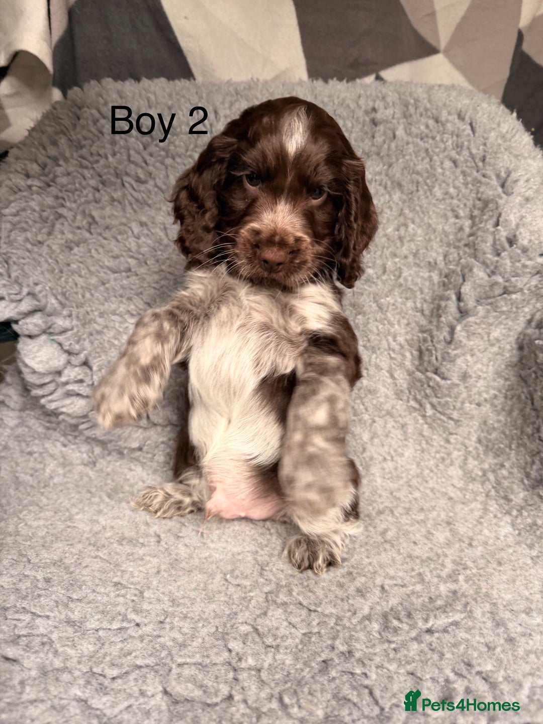 Cocker Spaniel dogs for sale: Show cocker spaniels  - Advert 5