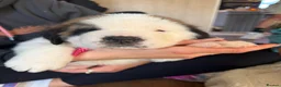 Saint Bernard dogs for sale: Exceptional St Bernard Puppies - Advert 27