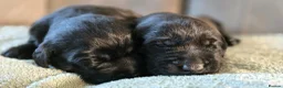 Labrador Retriever dogs for sale: Adorable Labrador Puppies for Sale! - Advert 11