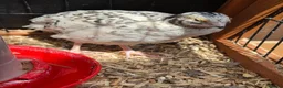 Quail poultry for sale: Hatching eggs sparkly and glitters  - Advert 4