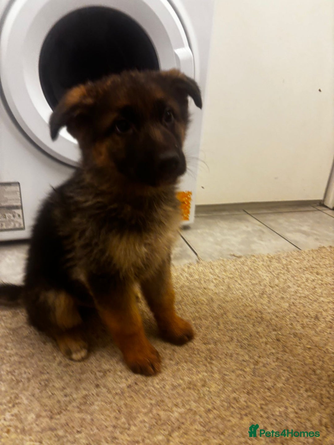 German Shepherd dogs for sale: Bloodline German shepherd puppy’s  - Advert 7