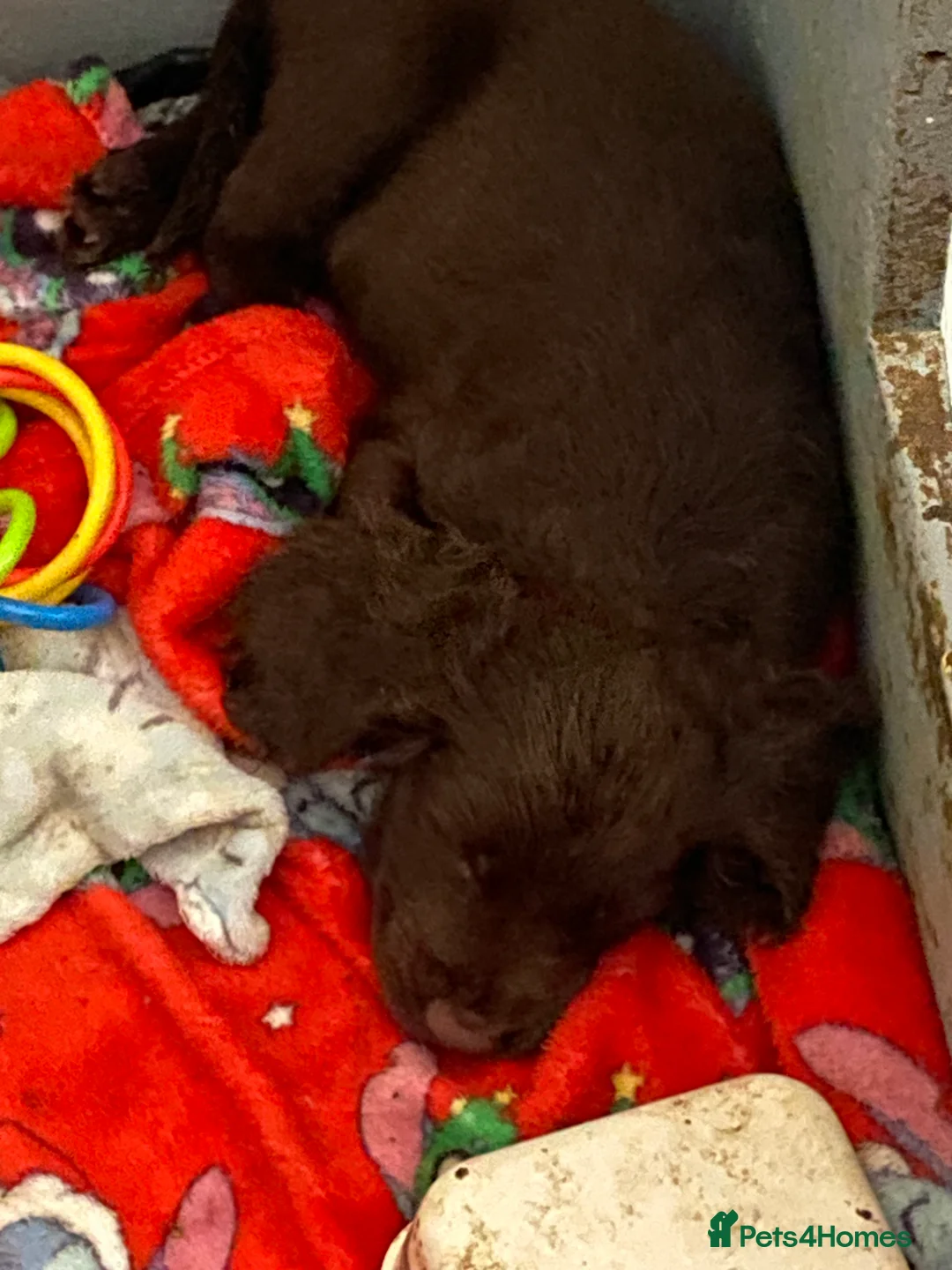 Sprocker dogs for sale: Beautiful Sprocker Puppies Ready 30th December - Advert 19