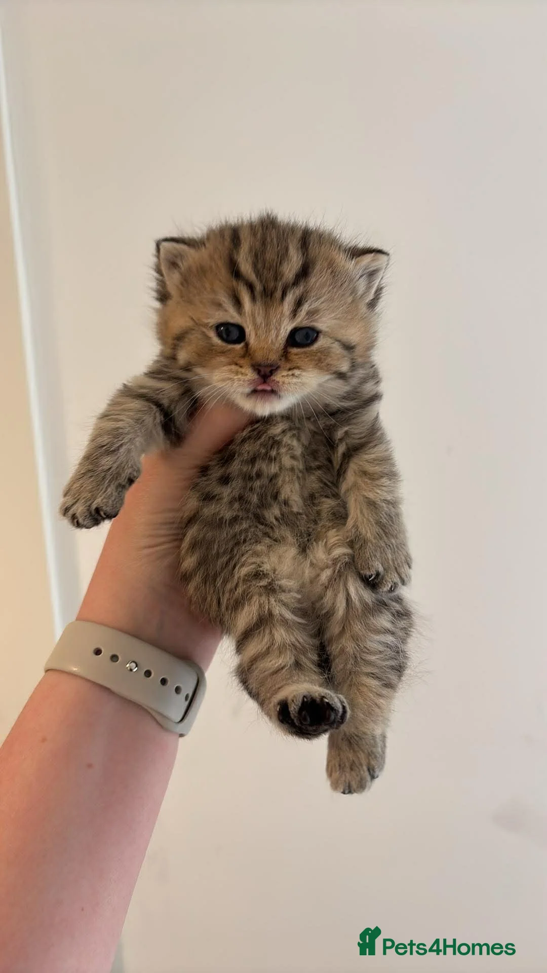 British Shorthair cats for sale: GCCF shorthair kittens  - Advert 2