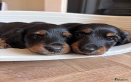 Miniature Dachshund dogs for sale: 🌿🌸🌳KC LONGHAIR MINI DACHSHUND PUPS🌳🌸🌿 - Image 17