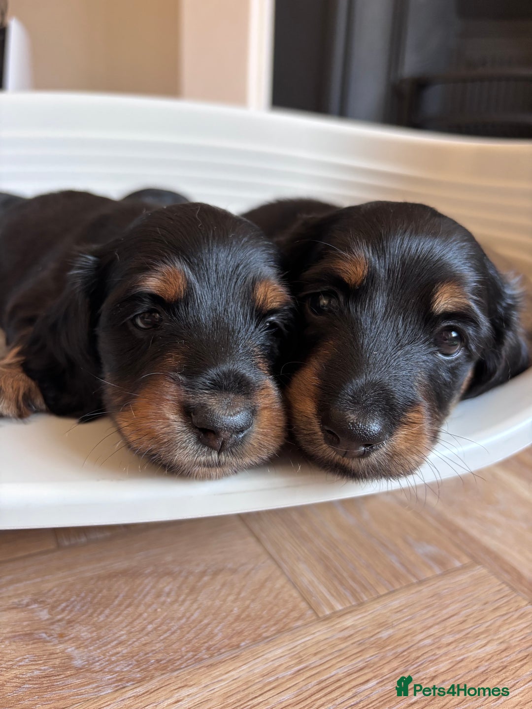 Miniature Dachshund dogs for sale: 🌿🌸🌳KC LONGHAIR MINI DACHSHUND PUPS🌳🌸🌿 - Image 17